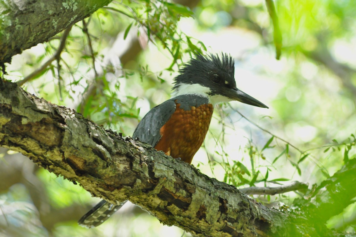 Ringed Kingfisher - ML45670231