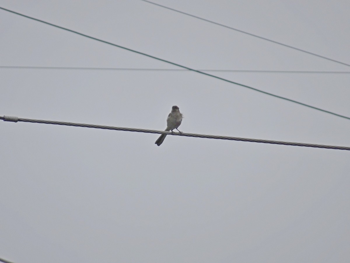 Northern Mockingbird - ML456702381