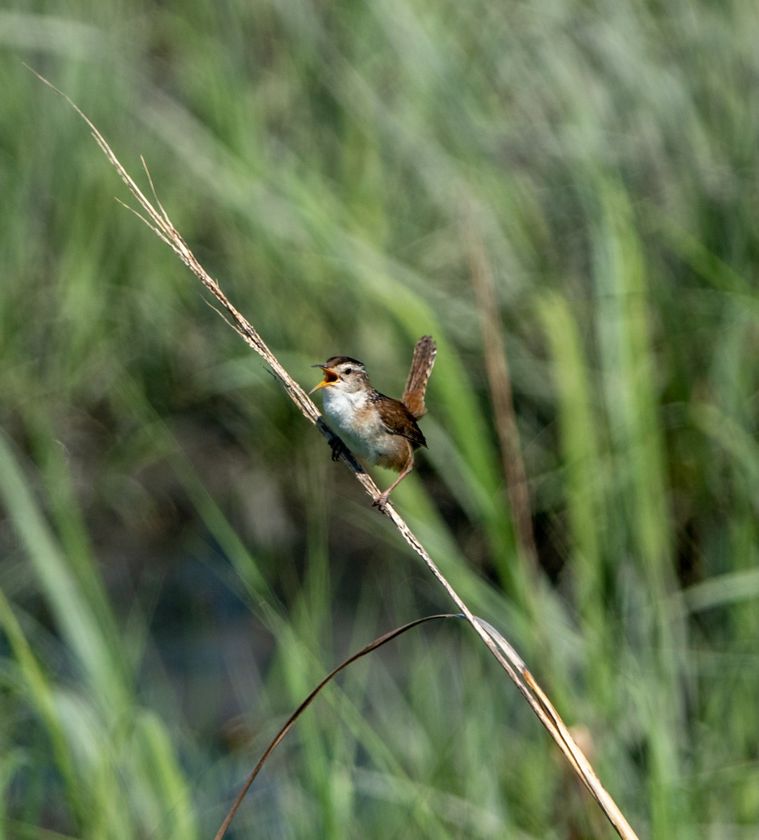 Marsh Wren - Carol Fitzpatrick