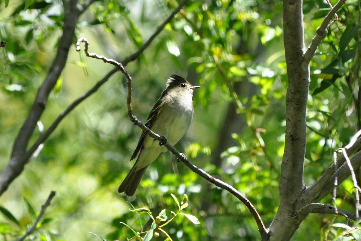 White-crested Elaenia - Fermin Zorrilla