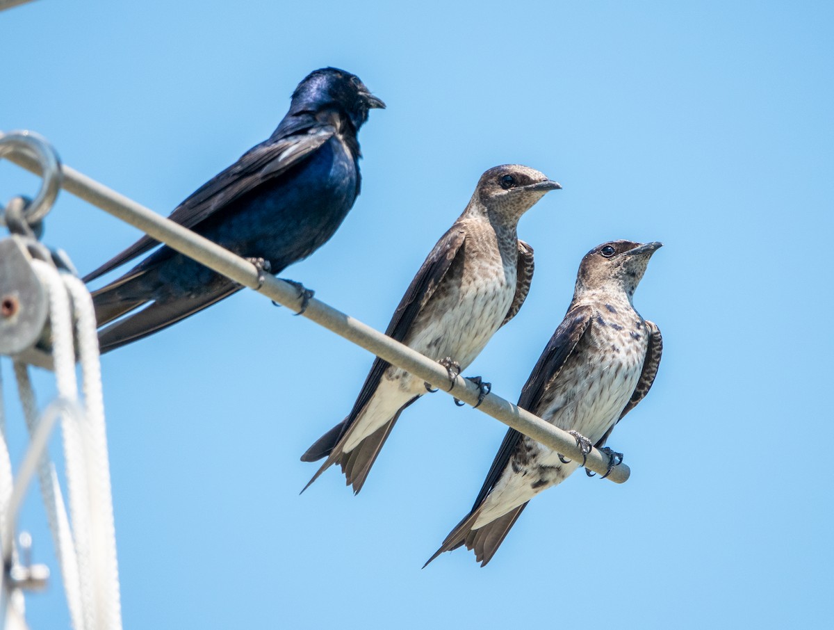 Purple Martin - Carol Fitzpatrick