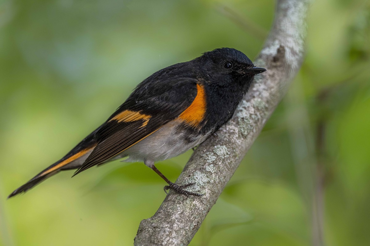 American Redstart - ML456704301