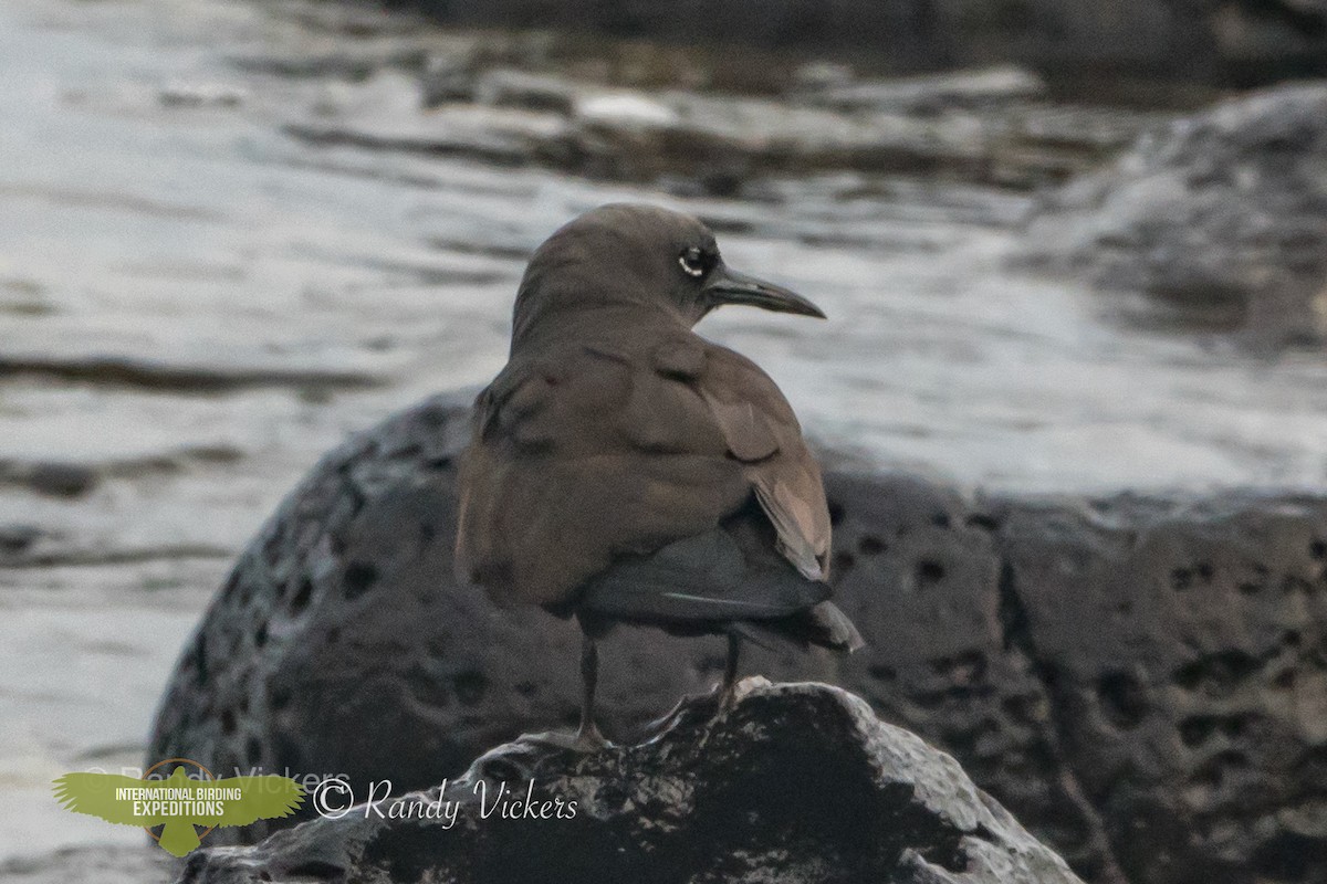 Brown Noddy - ML456704501