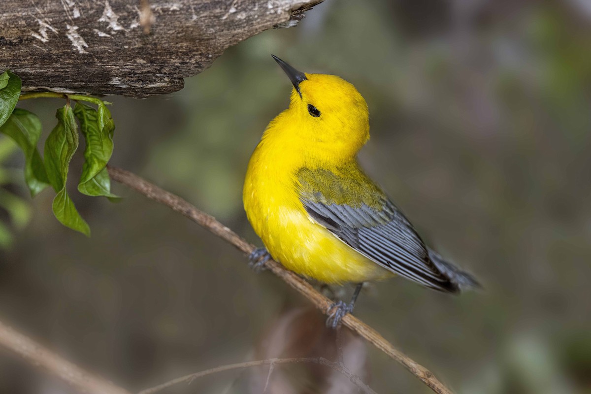 Prothonotary Warbler - ML456704721