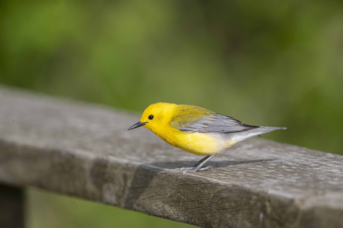 Prothonotary Warbler - ML456704771