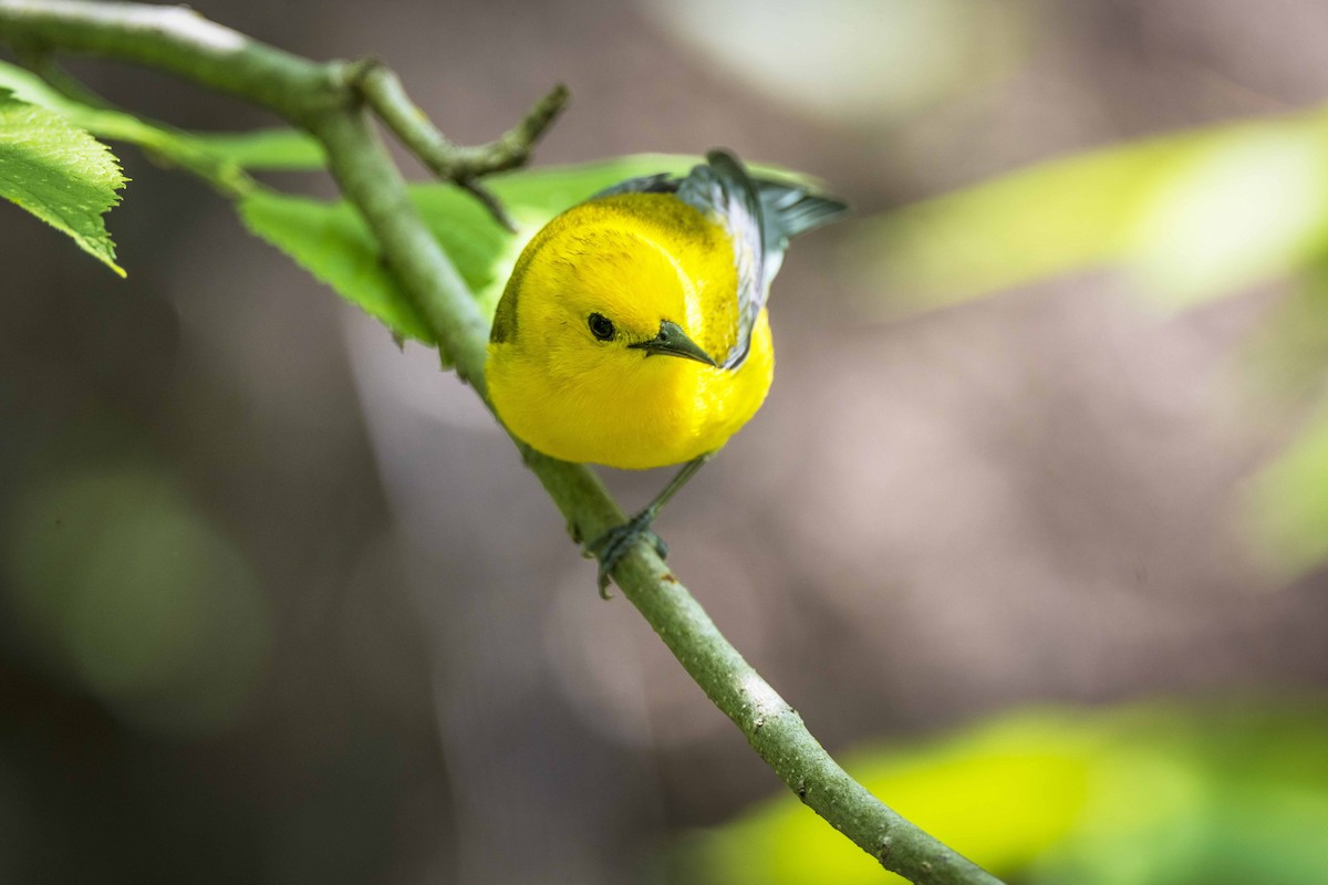 Prothonotary Warbler - ML456704801