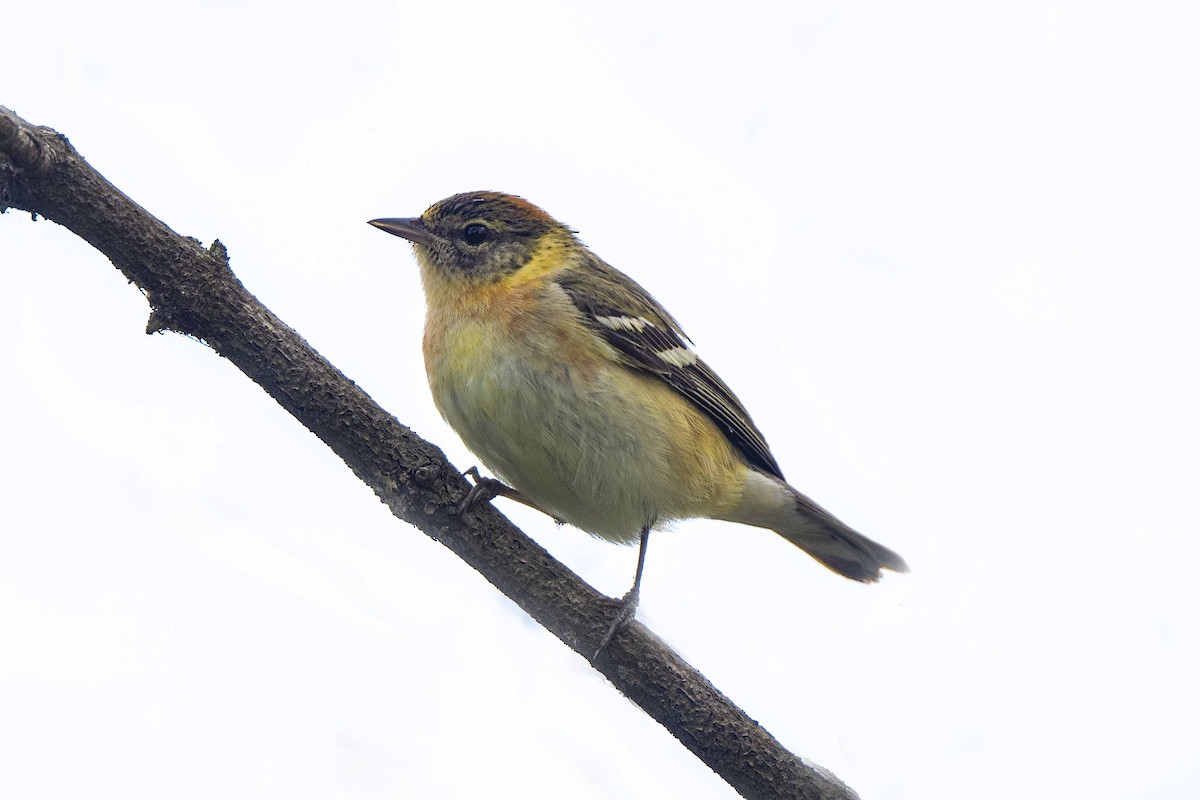Bay-breasted Warbler - ML456705261