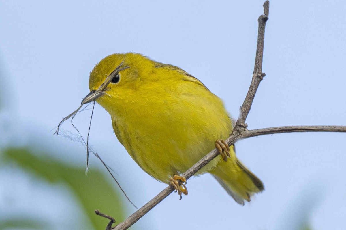 Yellow Warbler - ML456705411