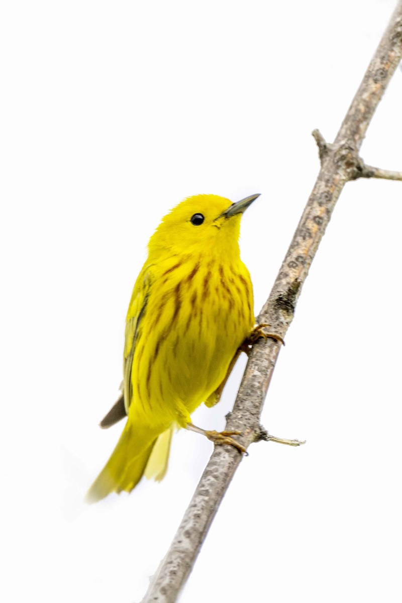 Yellow Warbler - ML456705421