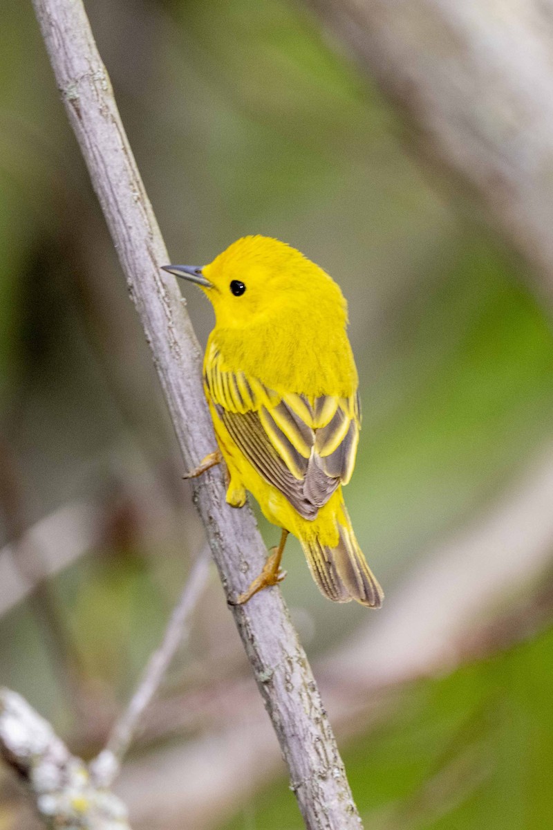 Yellow Warbler - ML456705431