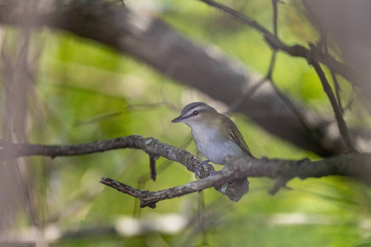 Red-eyed Vireo - ML456705741