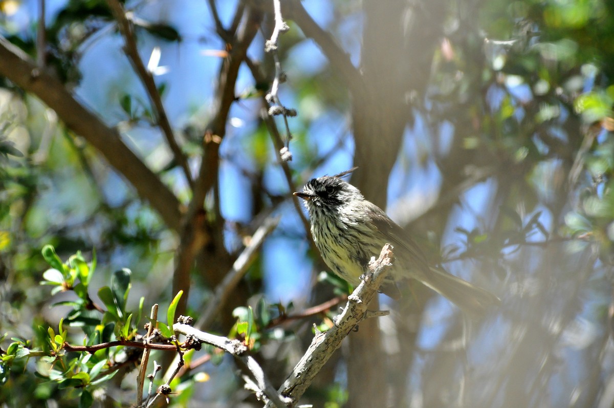 Tufted Tit-Tyrant - ML45670591