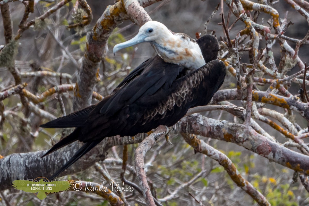 Great Frigatebird - ML456706361