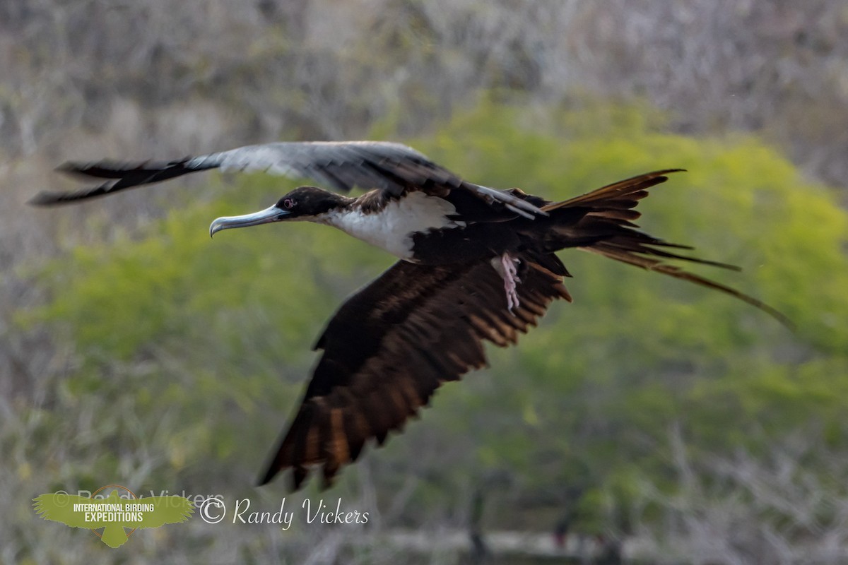 Great Frigatebird - ML456706411