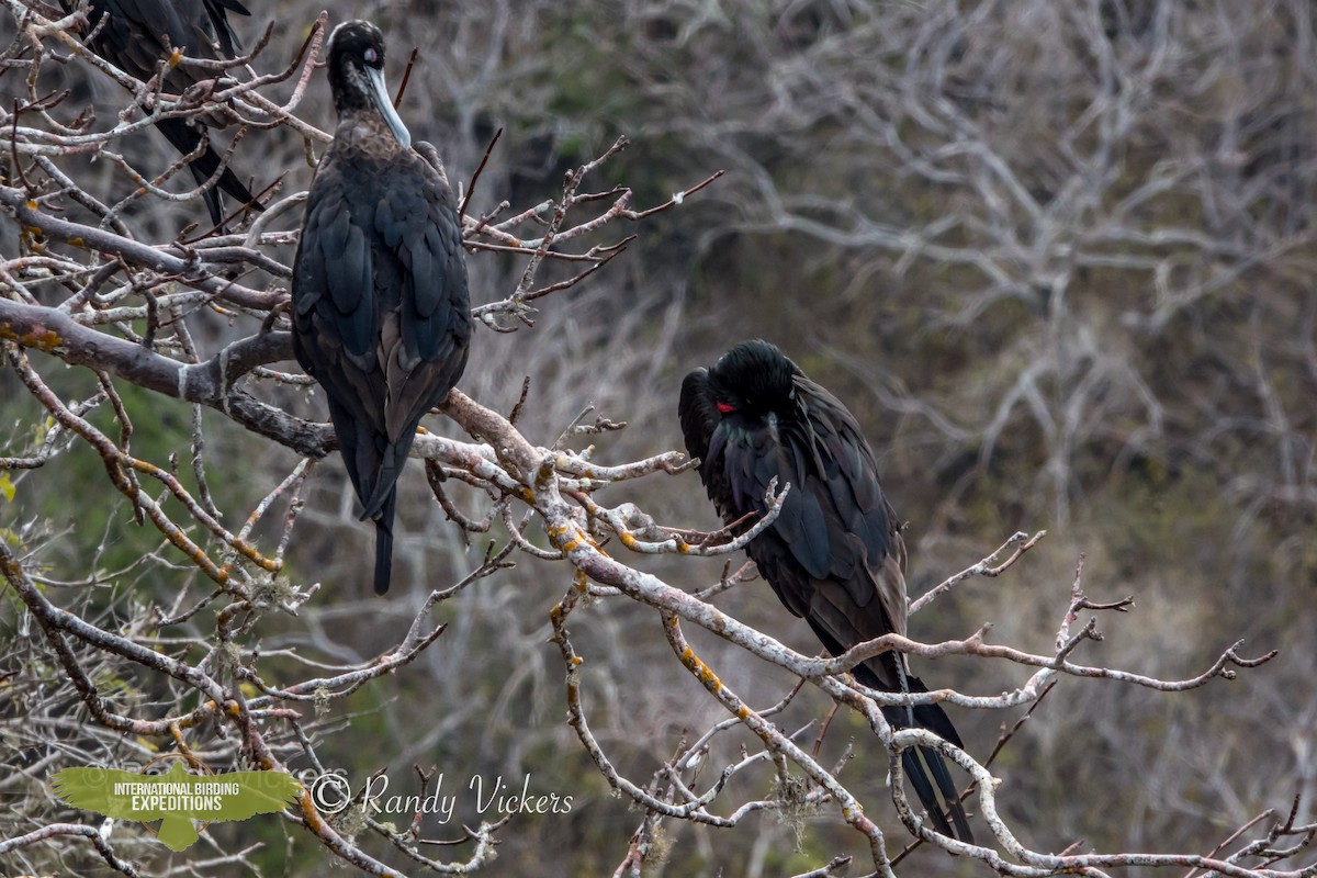 Great Frigatebird - ML456706441