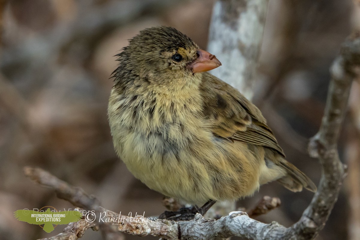 Small Tree-Finch - ML456706601