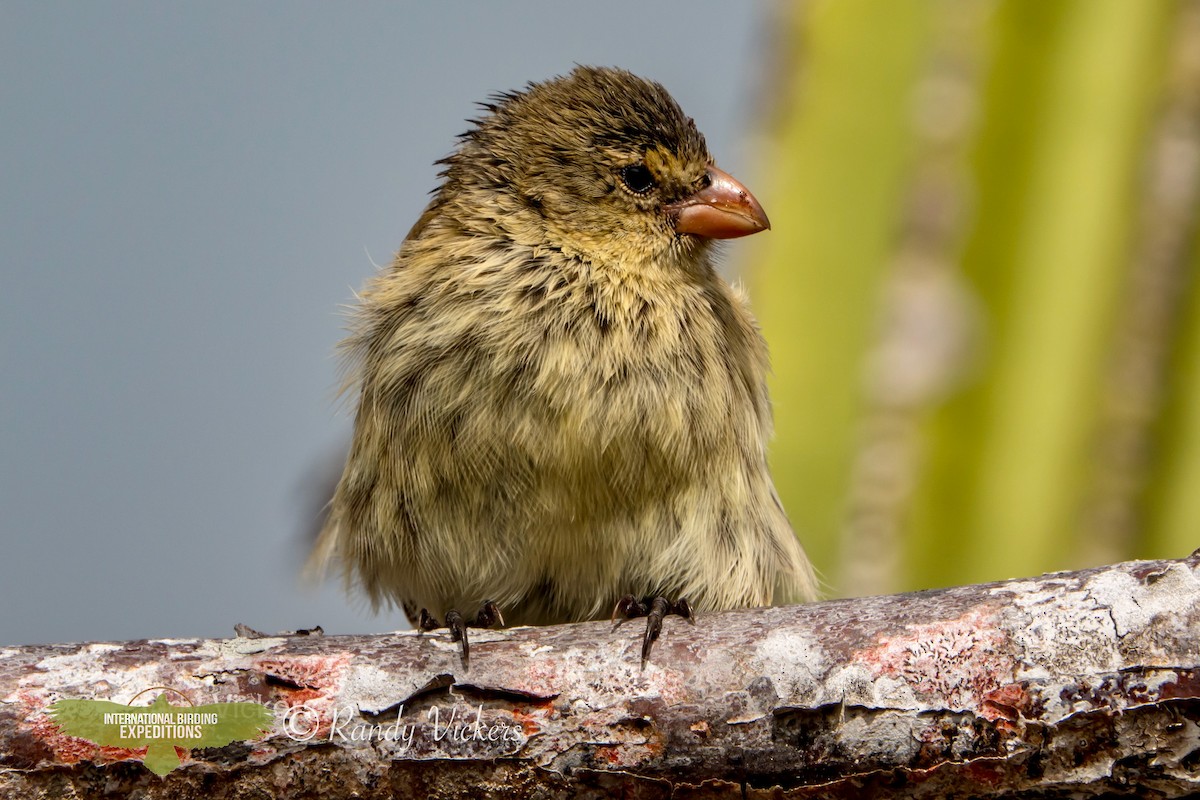 Small Tree-Finch - ML456706611