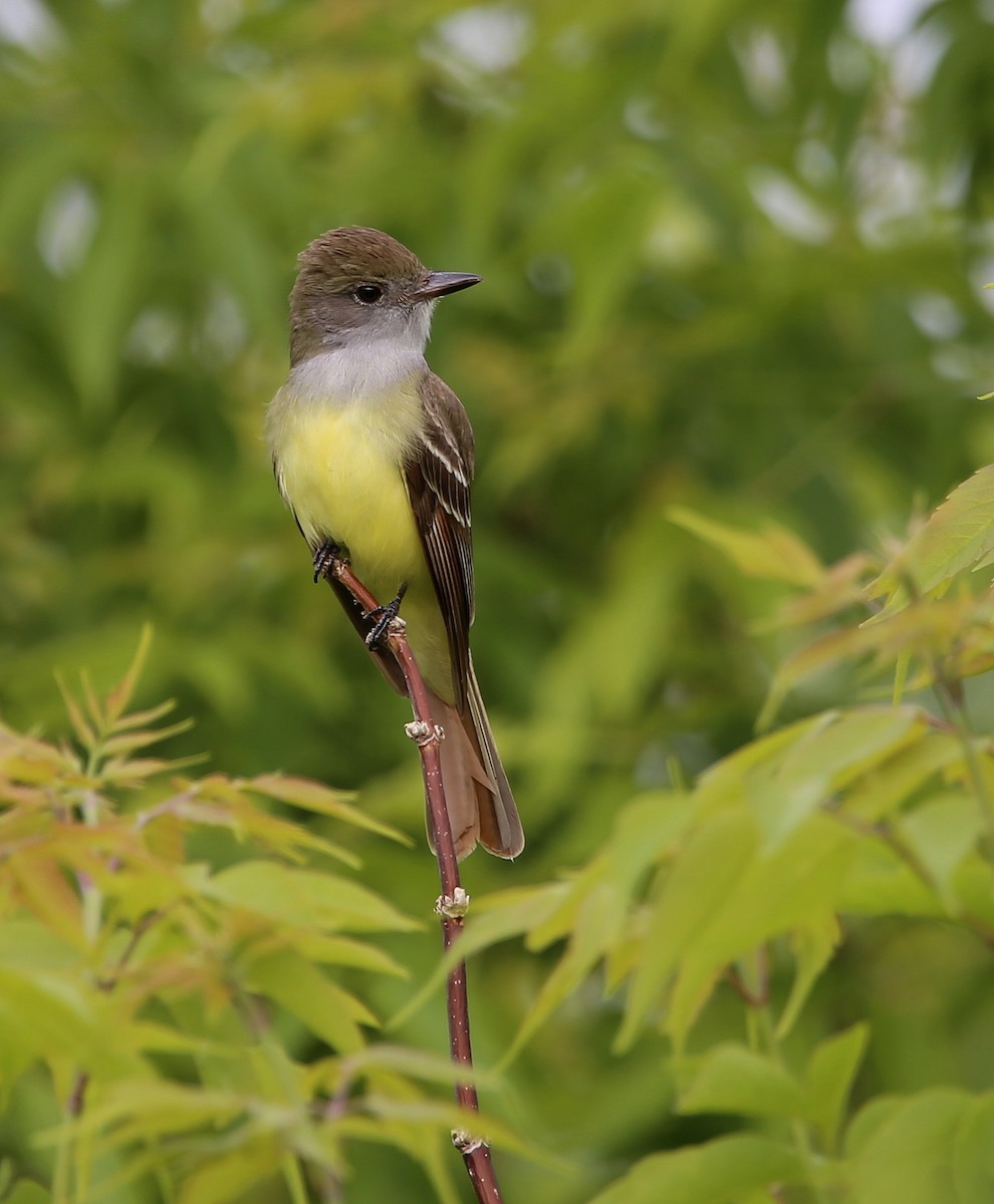 Great Crested Flycatcher - Yves Dugré