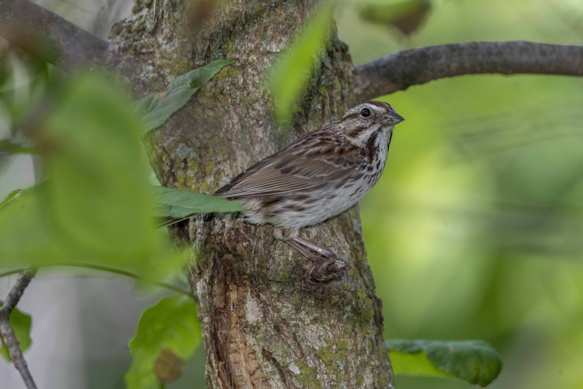 Song Sparrow - ML456706711