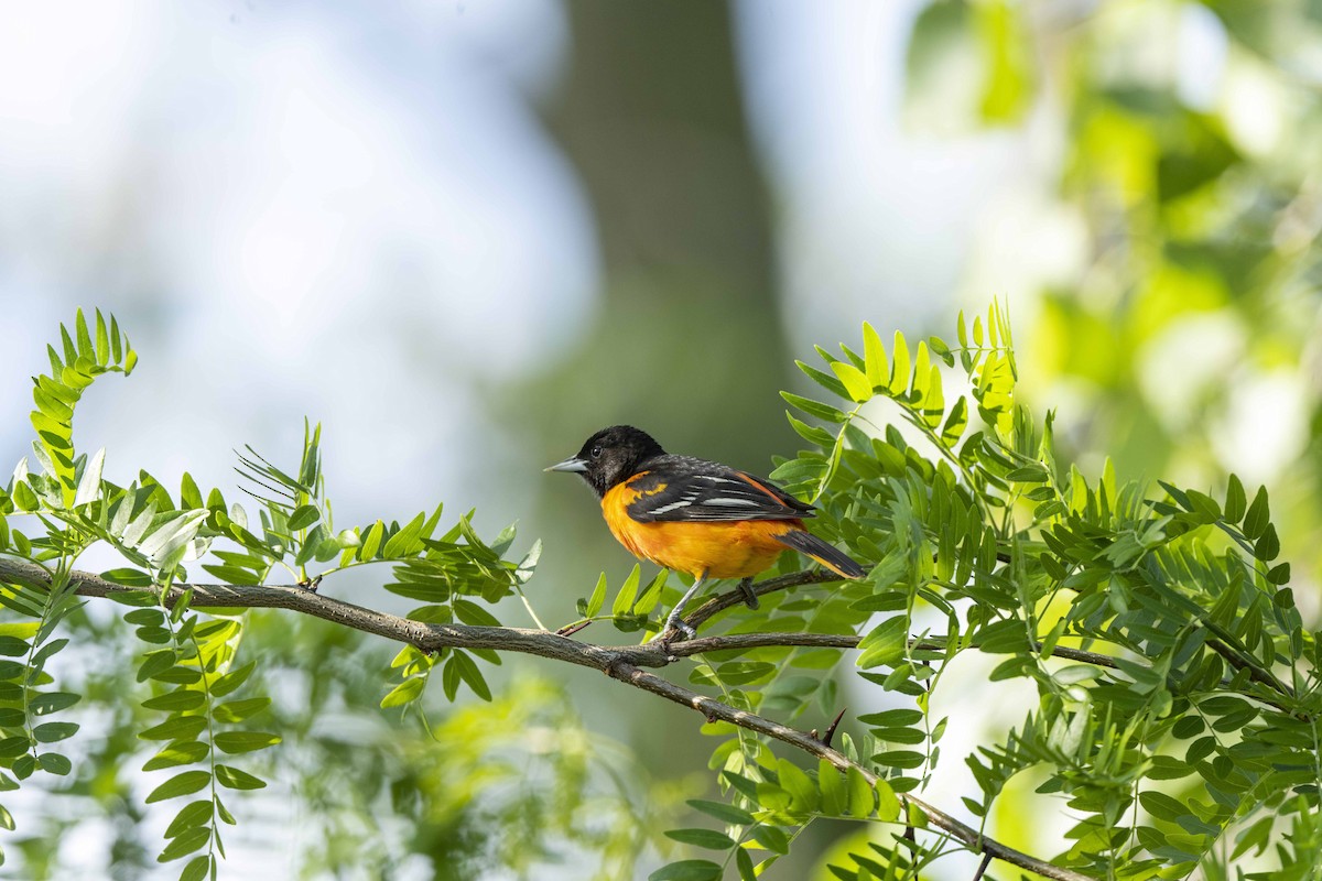 Baltimore Oriole - ML456706761