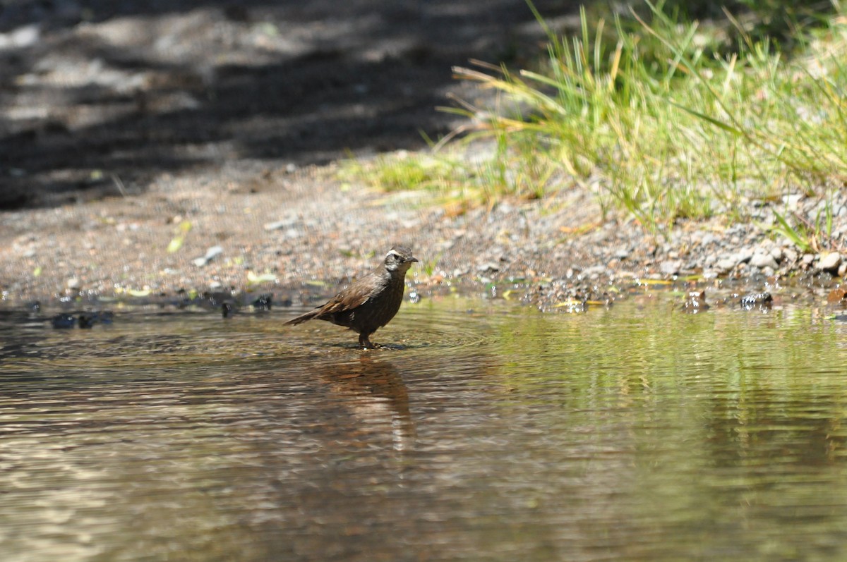 Dark-bellied Cinclodes - Fermin Zorrilla