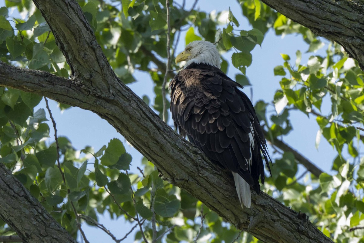 Bald Eagle - ML456707241