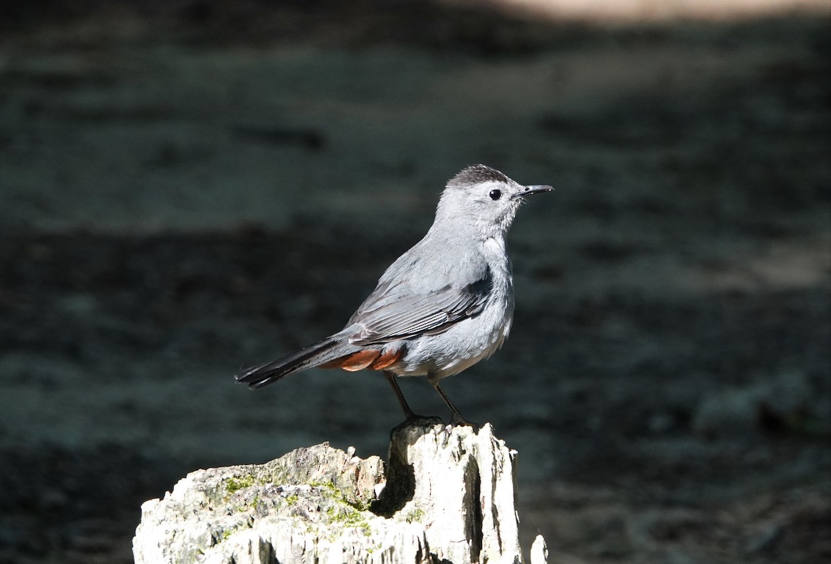 Gray Catbird - ML456708921