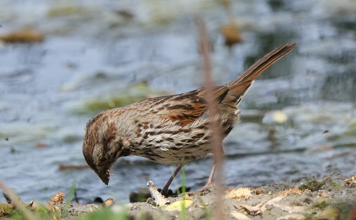 Song Sparrow - ML456708941