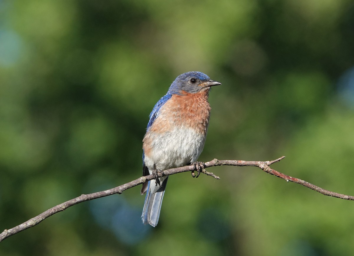 Eastern Bluebird - ML456708971