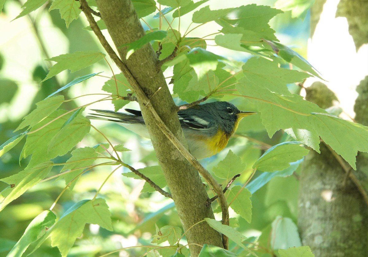 Northern Parula - ML456709011