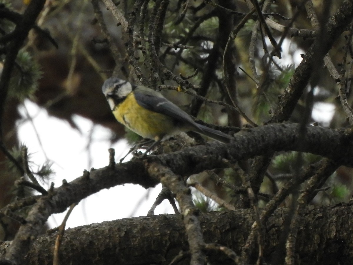 Eurasian Blue Tit - ML456709991