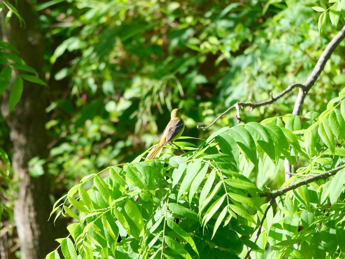 Baltimore Oriole - ML456710241