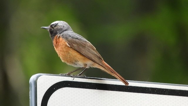 Common Redstart - ML456710301