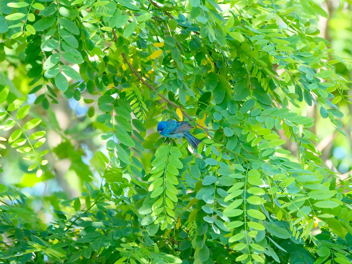 Indigo Bunting - ML456710451