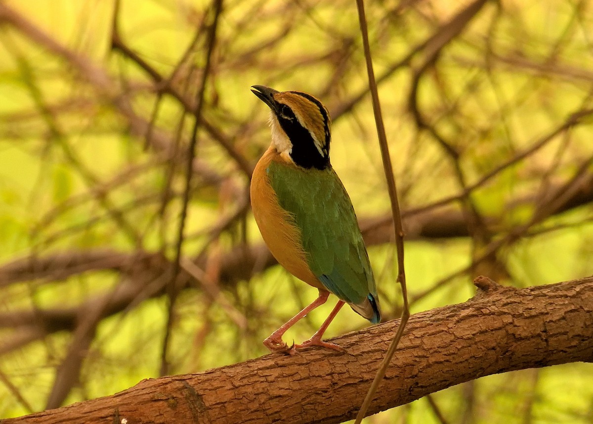 Indian Pitta - Mallika Rajasekaran