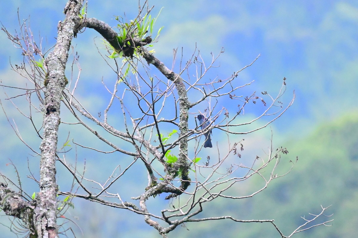 Square-tailed Drongo-Cuckoo - ML456711761