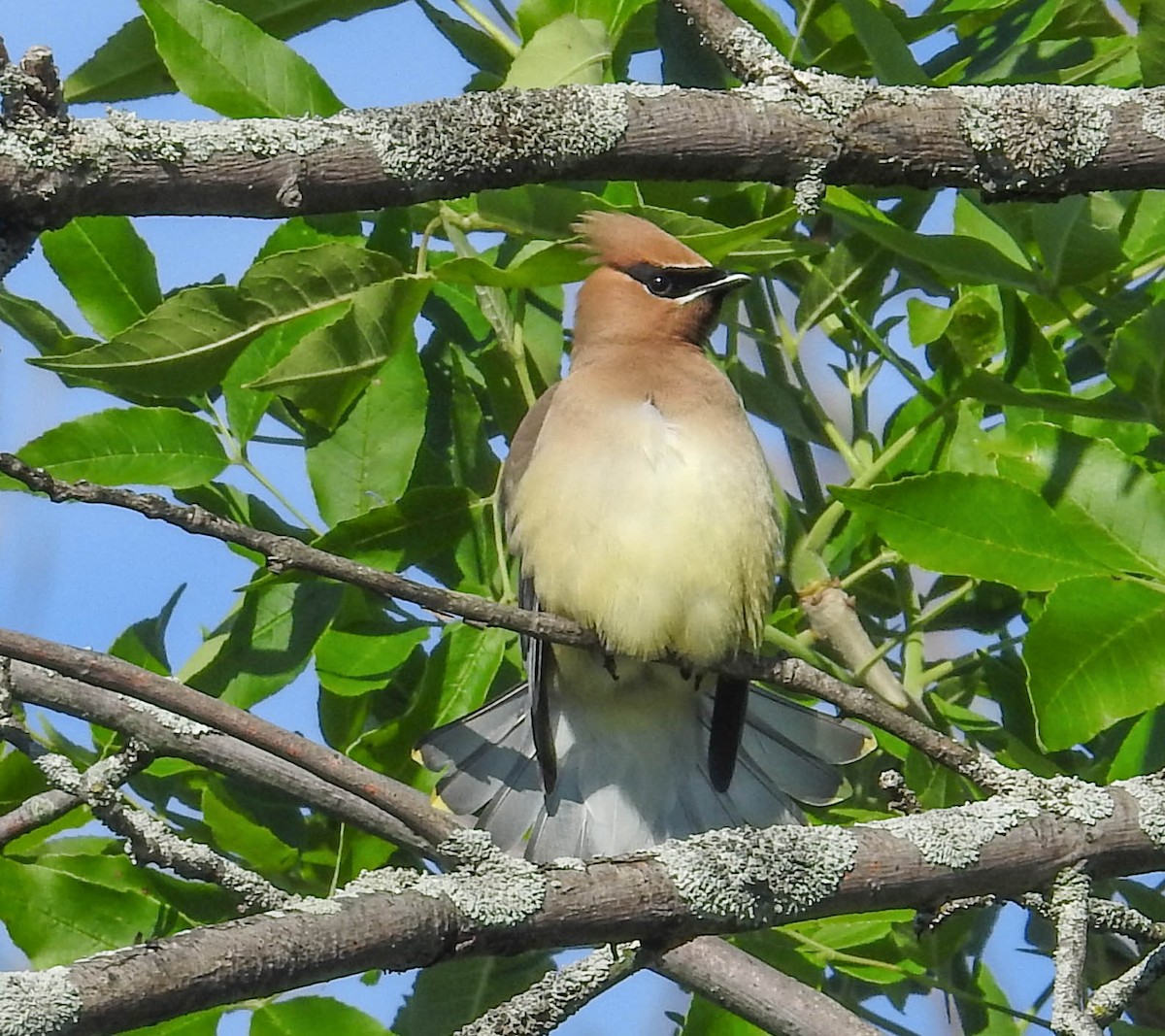 Cedar Waxwing - ML456712031