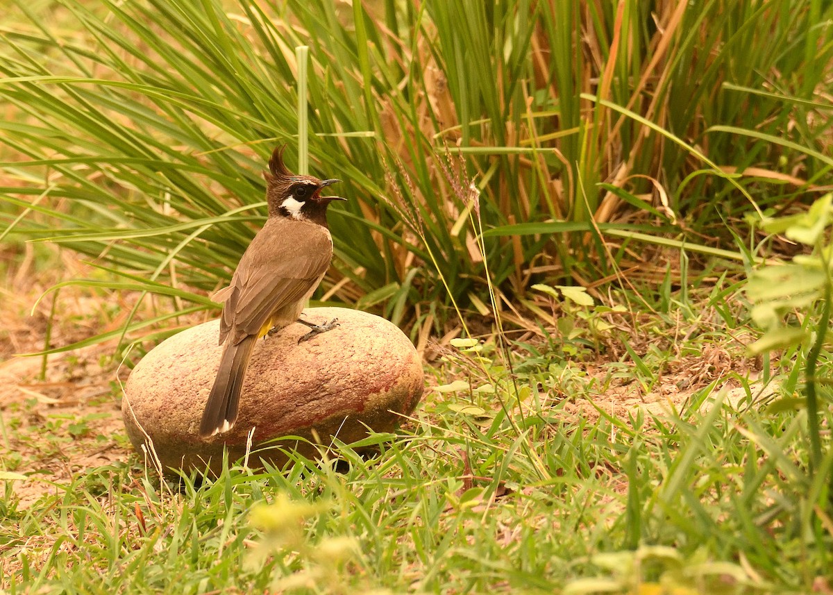 Bulbul à joues blanches - ML456712271