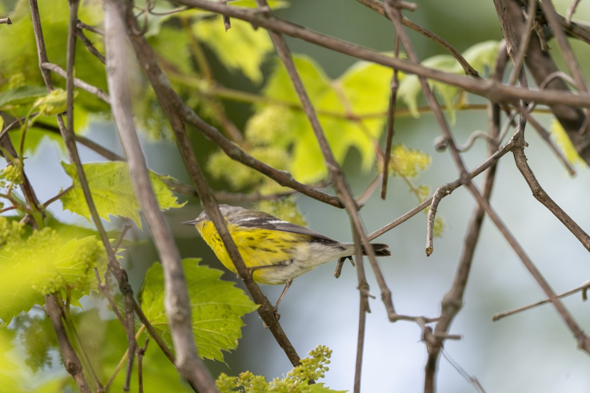 Magnolia Warbler - ML456712601