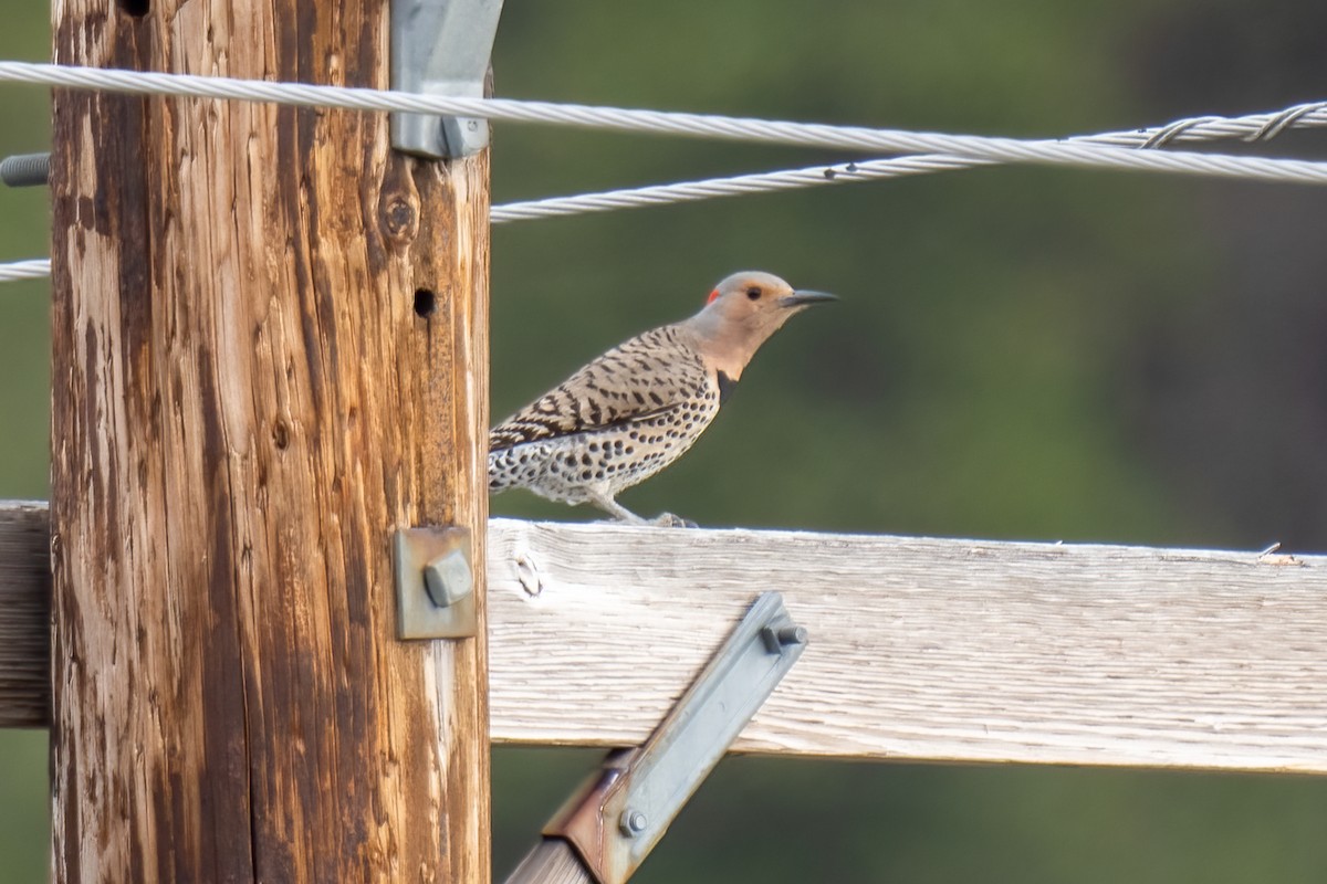 Northern Flicker (Yellow-shafted) - ML456712931