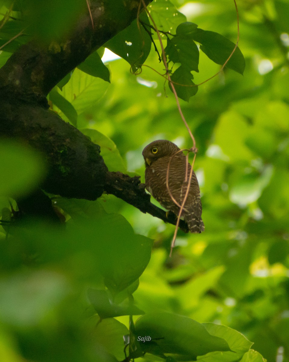 Asian Barred Owlet - ML456716201