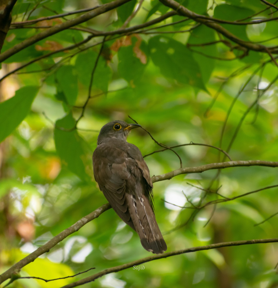 Indian Cuckoo - ML456716221