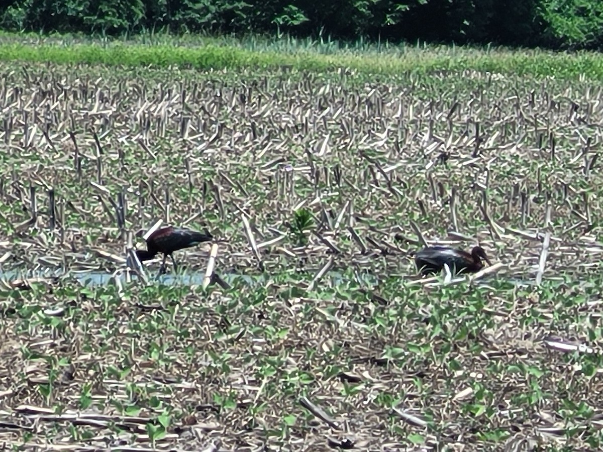 Mignattaio - ML456716761