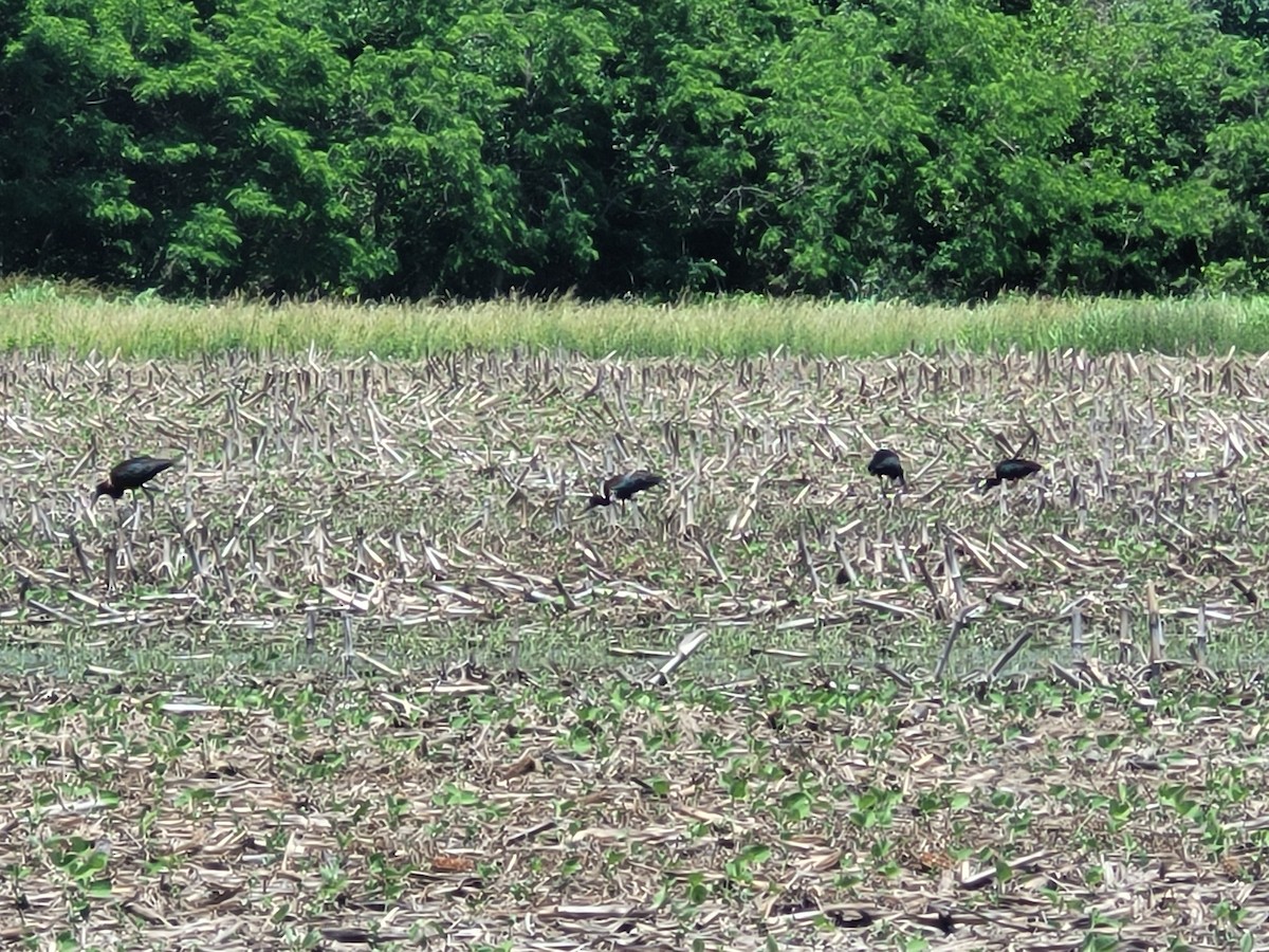 Mignattaio - ML456716811