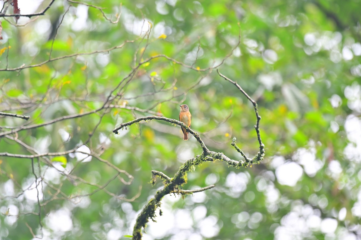 Ferruginous Flycatcher - Prasanth R