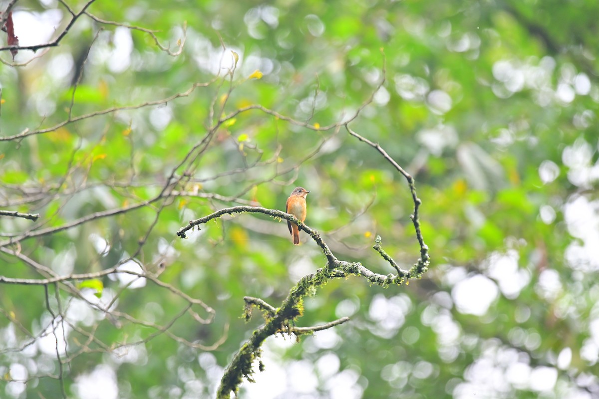 Ferruginous Flycatcher - ML456717341