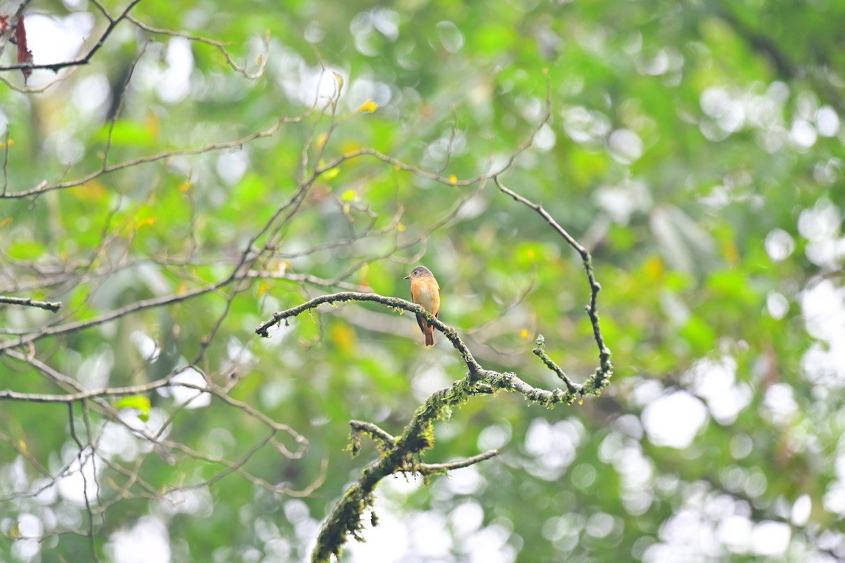 Ferruginous Flycatcher - ML456717391