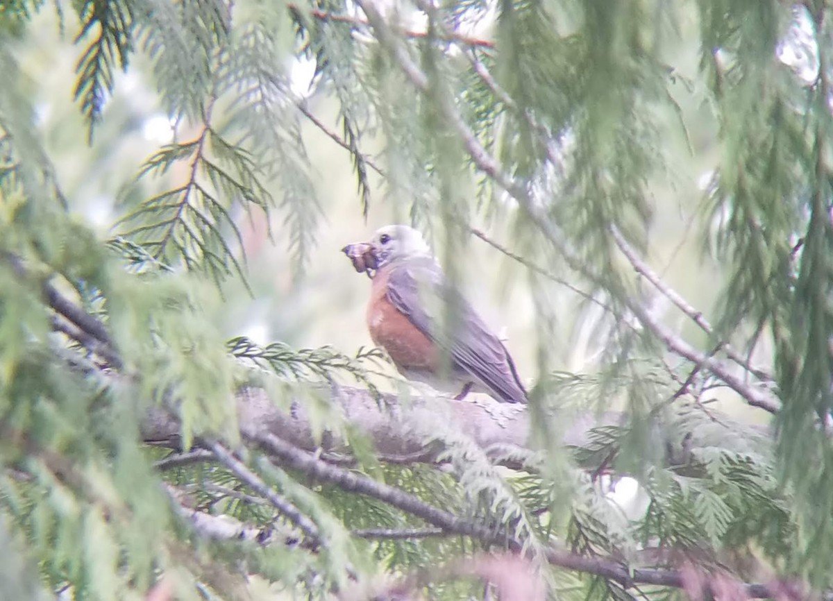 American Robin - ML456718771