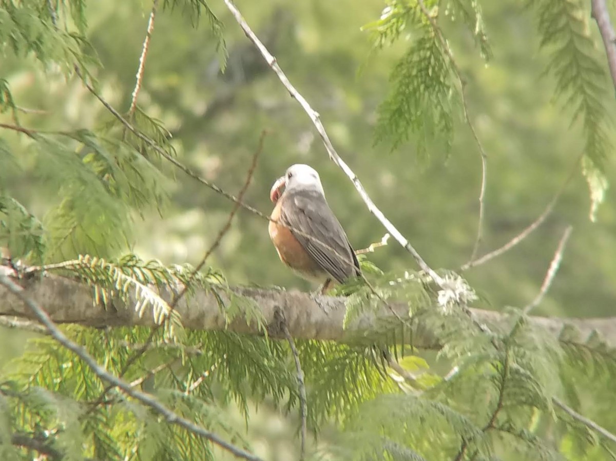 American Robin - ML456718851