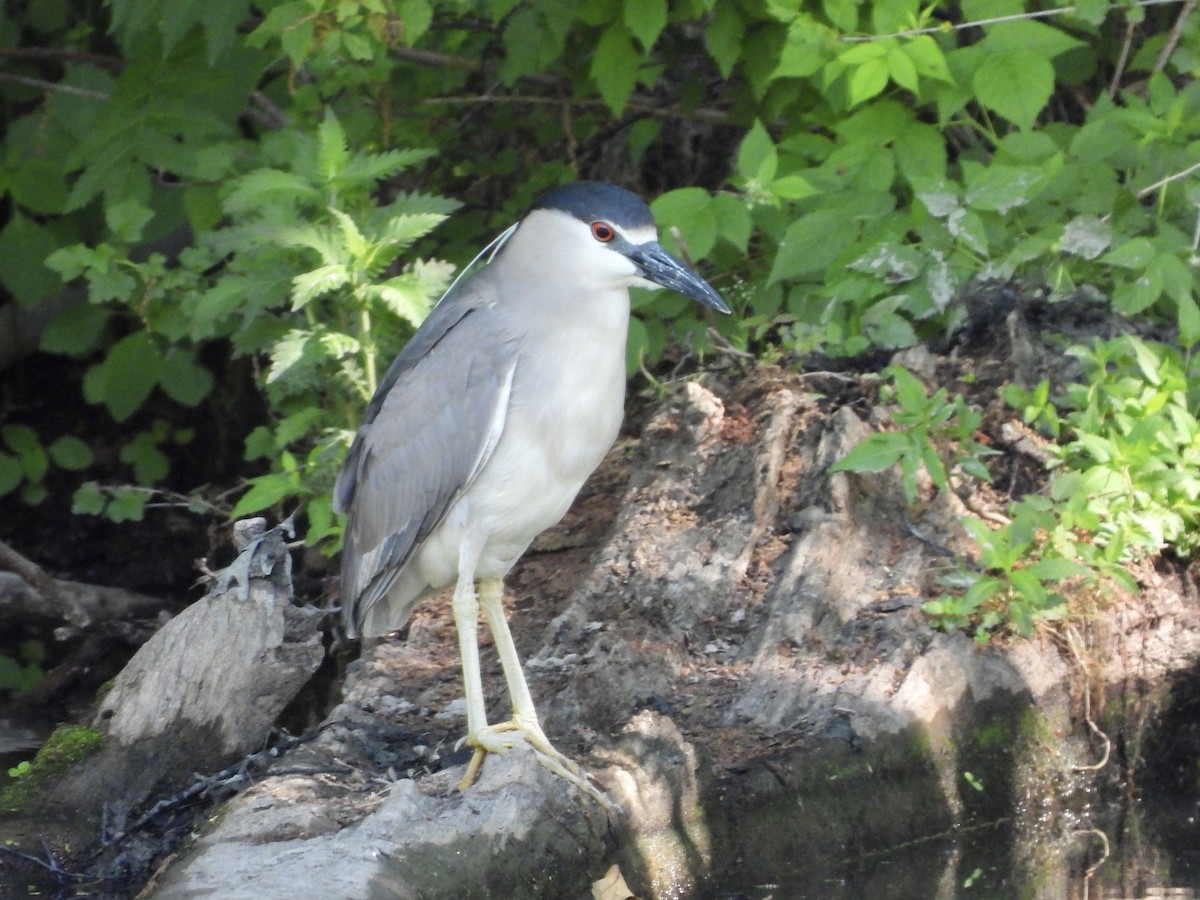 Black-crowned Night Heron - Jean Hampson